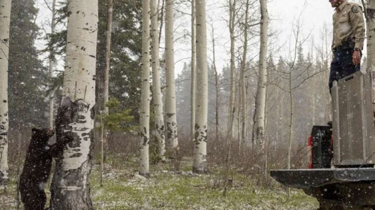 Orphaned bear watches CPW officer after release into the wild. Colorado black bears were found under a family home and relocated.