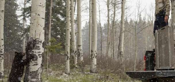 Colorado black bears found under family home safely relocated