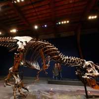 Why did T. rex have tiny arms? A new study may finally have the answer