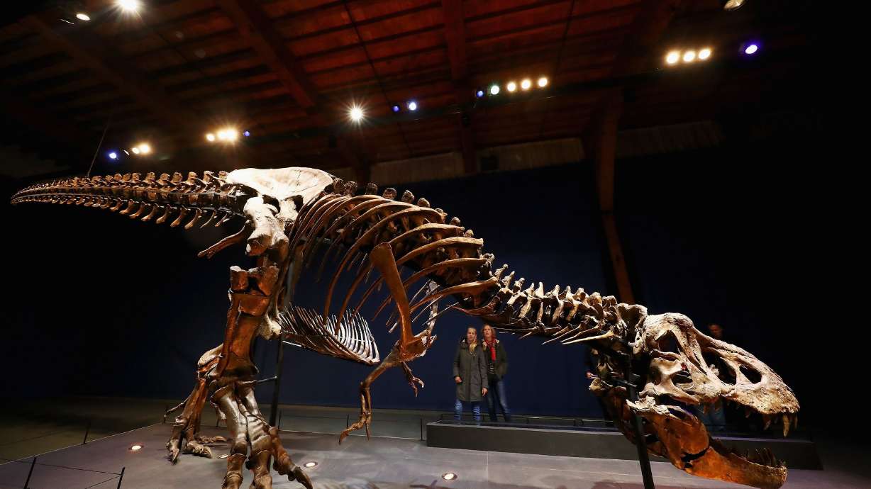 A view of Trix, one of the most complete T. rex skeletons in the world, on display at the Naturalis Biodiversity Center in Leiden, Netherlands.
