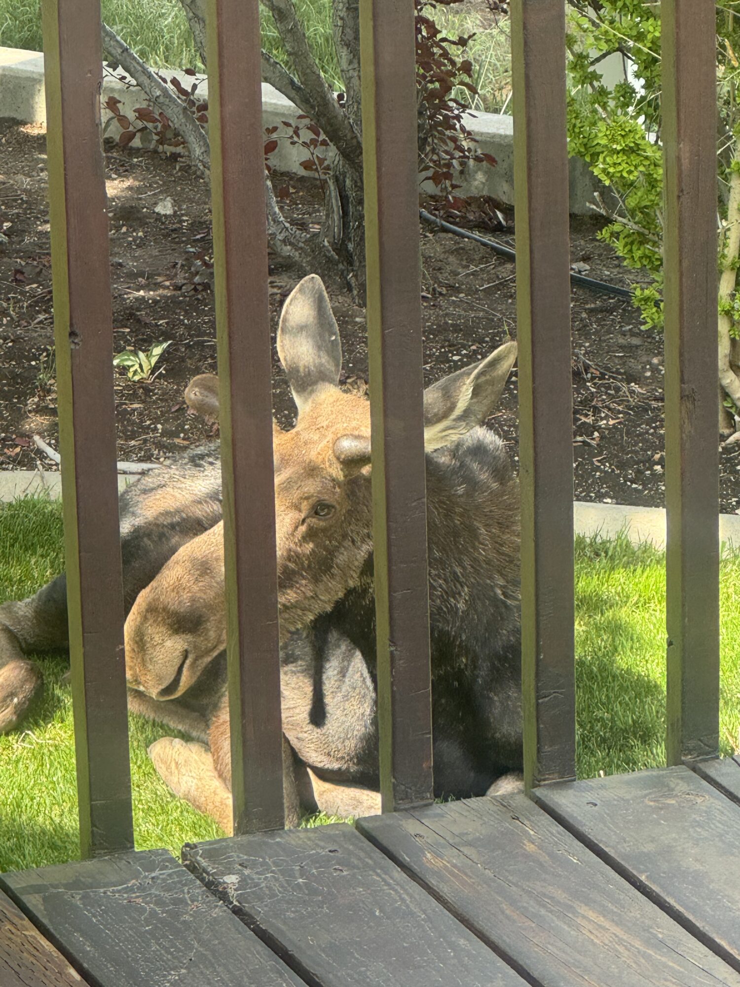 Moose relocated after wandering into a backyard; officials say dry winter impacts animals