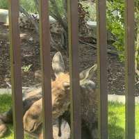 Moose relocated after wandering into a backyard; officials say dry winter impacts animals