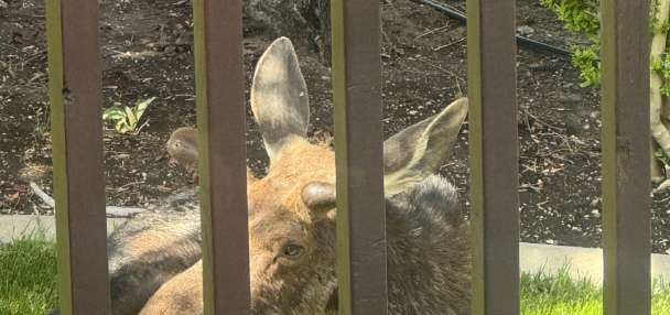 Moose relocated after wandering into a backyard; officials say dry winter impacts animals