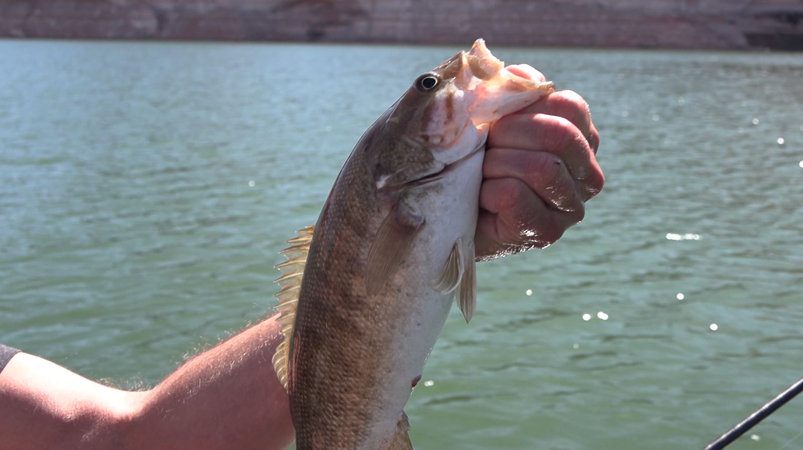 Fishing Lake Powell at record lows: we find success despite historic water conditions