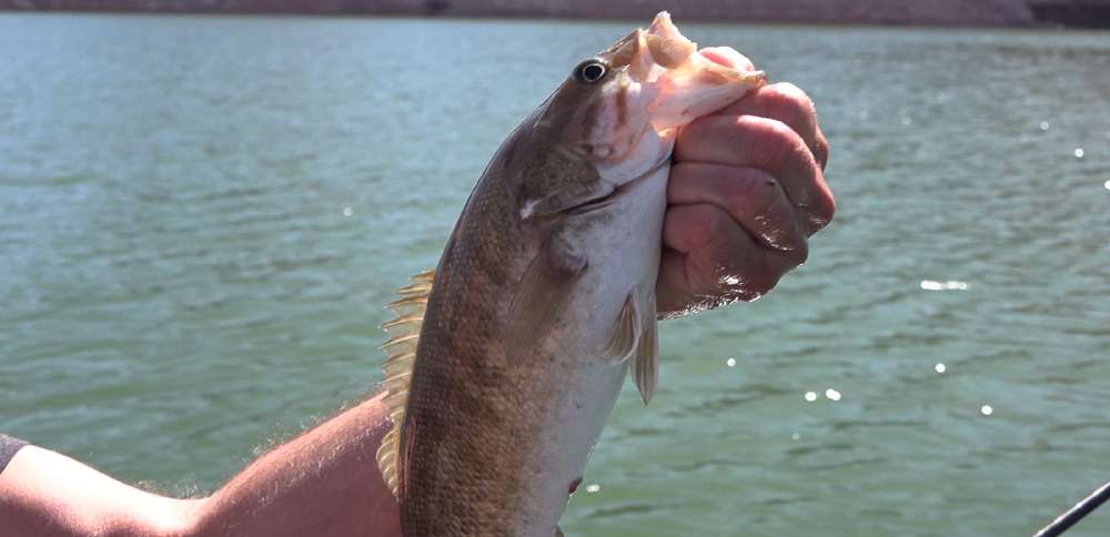 Fishing Lake Powell at record lows: we find success despite historic water conditions