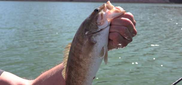 Fishing Lake Powell at record lows: we find success despite historic water conditions