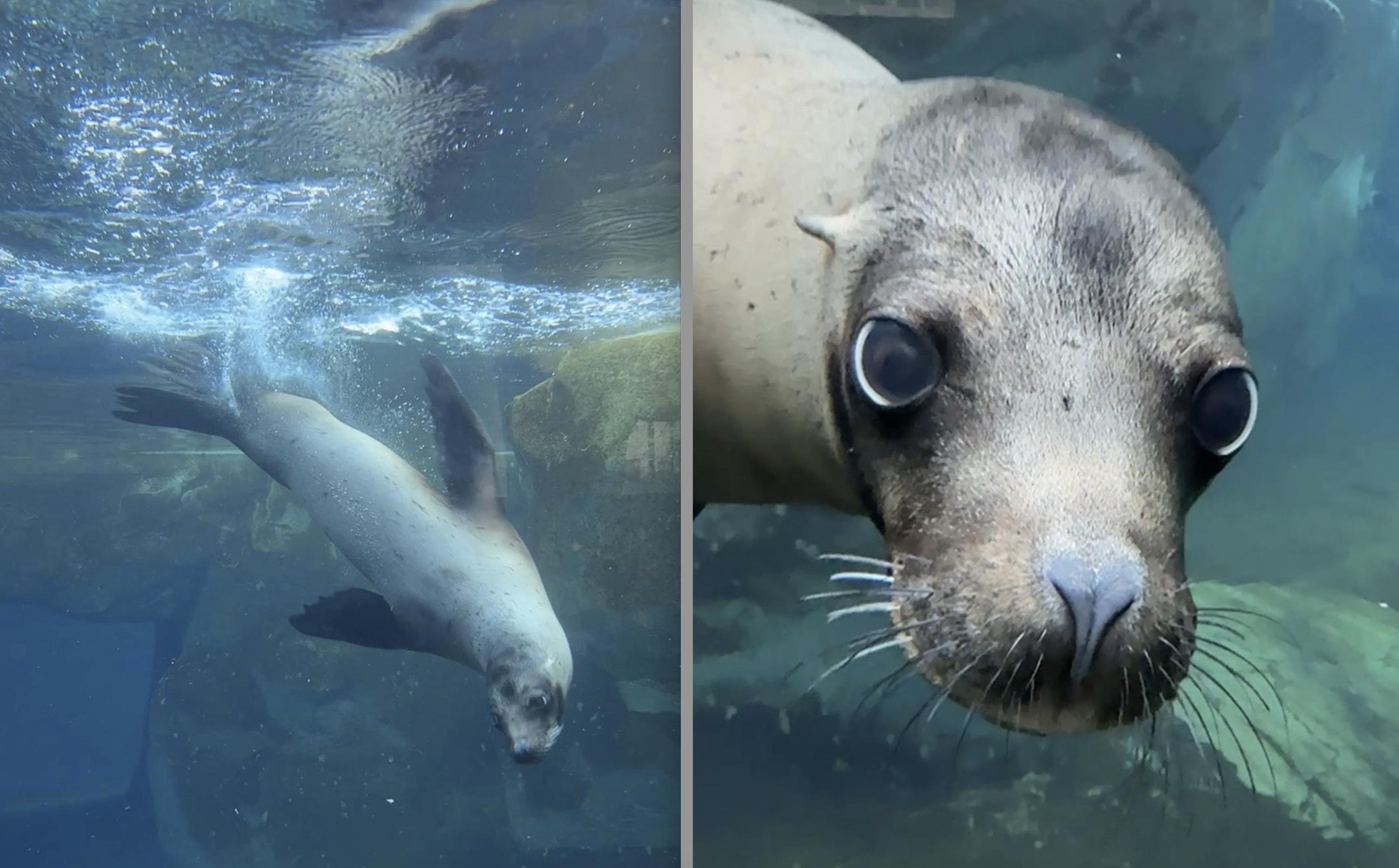 Sea lion dies of sudden illness at Utah's Hogle Zoo