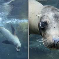 Sea lion dies of sudden illness at Utah's Hogle Zoo
