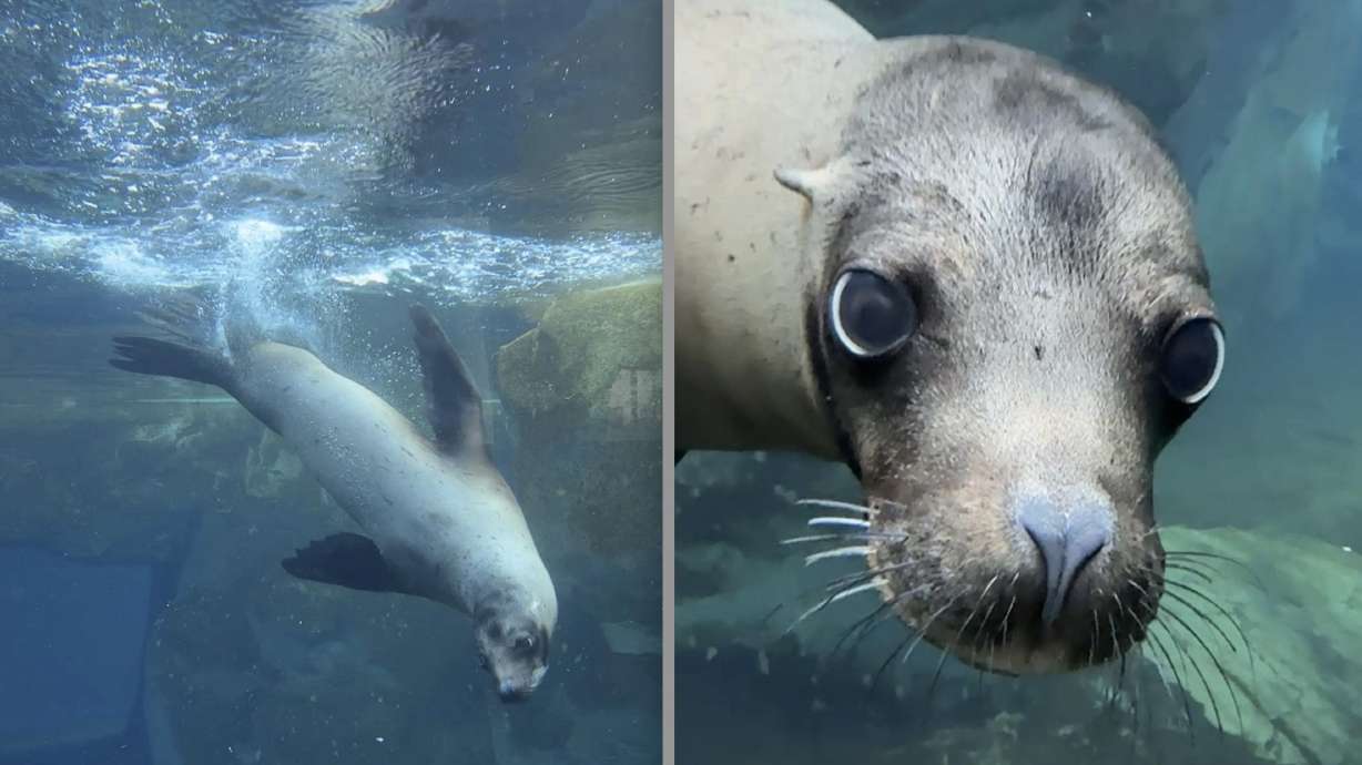 California sea lion Kenney died on May 15 after suffering an acute illness, Utah's Hogle Zoo announced.