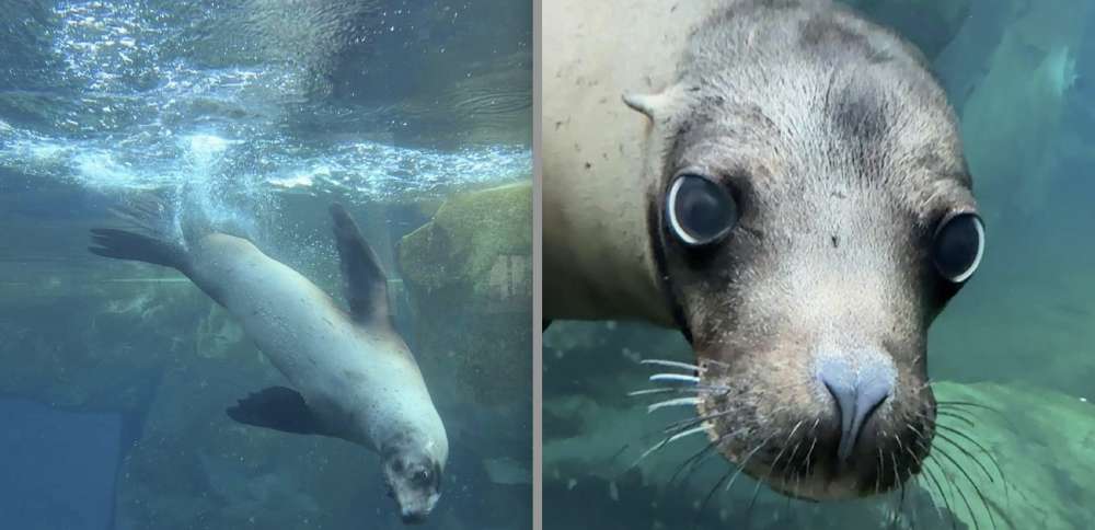 Sea lion dies of sudden illness at Utah's Hogle Zoo