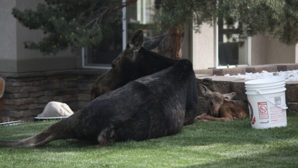 Park City moose sighting highlights spring baby animal season in Utah