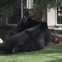Park City moose sighting highlights spring baby animal season in Utah