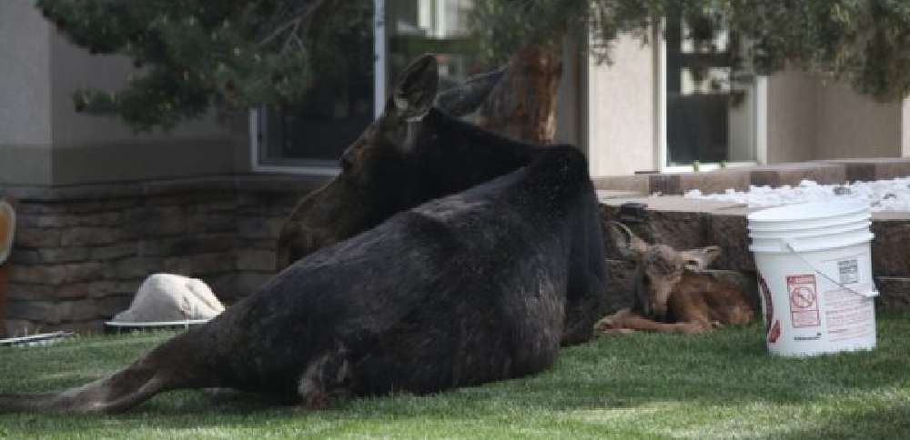 Park City moose sighting highlights spring baby animal season in Utah
