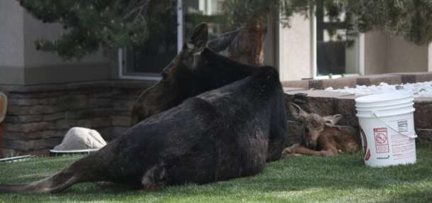 Park City moose sighting highlights spring baby animal season in Utah