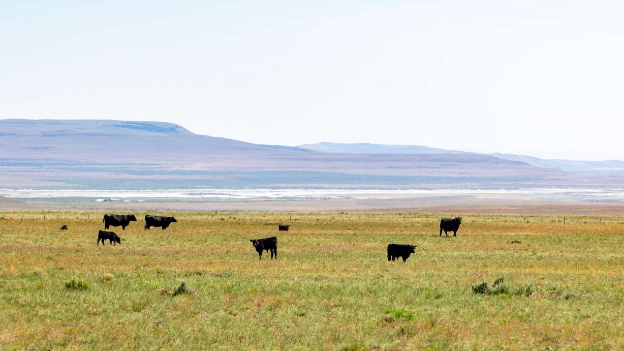 Cattle graze on May 12 on a portion of the expanse in the Hansel Valley, in Box Elder County, where a data center is proposed. An official involved in the Box Elder County data center project countered worries that its footprint will be excessive.
