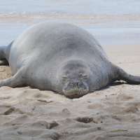 Lawyer says tourist accused of hurling rock at Hawaiian monk seal has been doxed, threatened