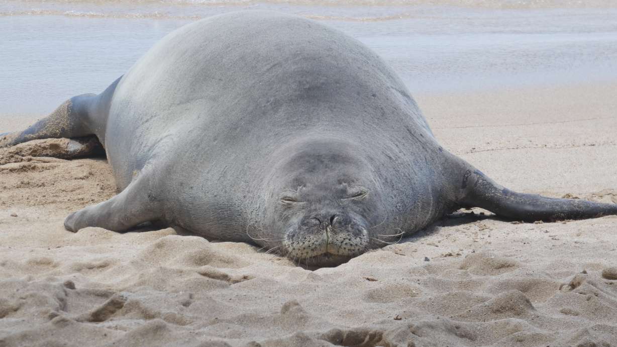 The Hawaiian monk seal known as "R404" resting on a beach in Hawaii in 2022. A tourist from Washington state is scheduled to appear in U.S. District Court in Honolulu on Wednesday over hurling a rock at the seal.