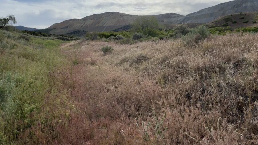 Cheatgrass is pictured near the mouth of Butterfield Canyon in Herriman on Tuesday. Unified Fire Authority is more concerned about the purple color of the grass, which means it's cured and drying.