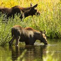 What to do when you encounter a moose