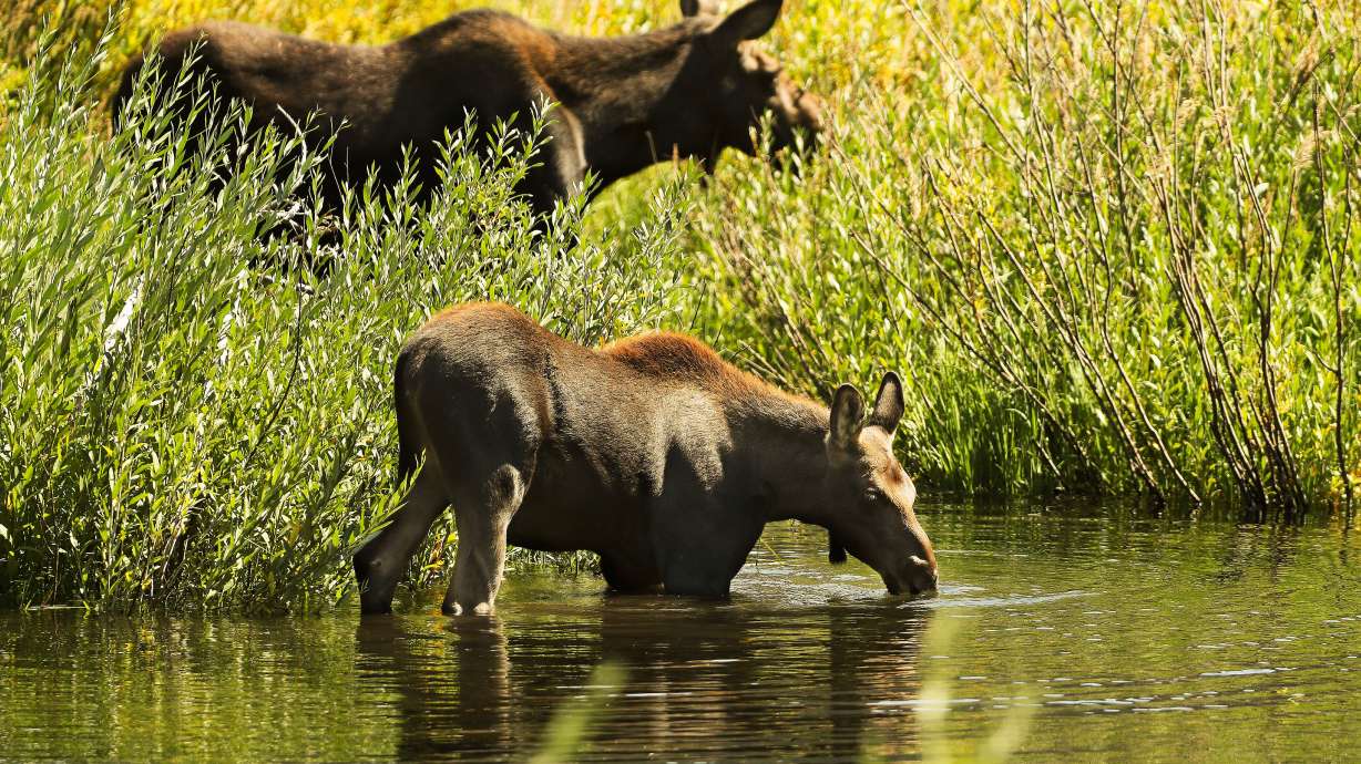A moose calf drinks from Big Cottonwood Canyon Creek under the supervision of its mother on Aug. 27, 2020. Moose should always been given space, especially this time of the year.