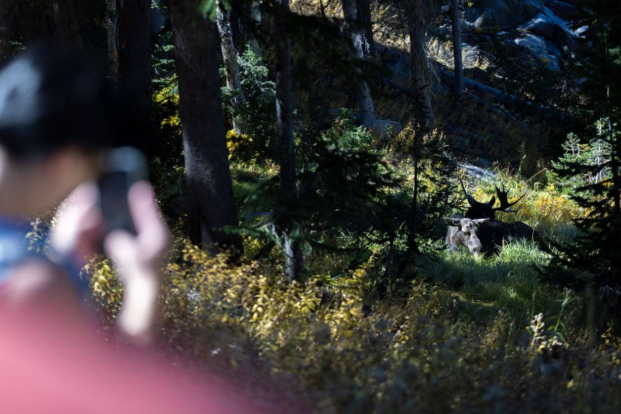 A hiker takes a photo of a pair of moose resting by the trail on Lake Mary Trail in Brighton on Sept. 28, 2024. The Utah Division of Wildlife Resources is reminding residents what to do if they encounter a moose.