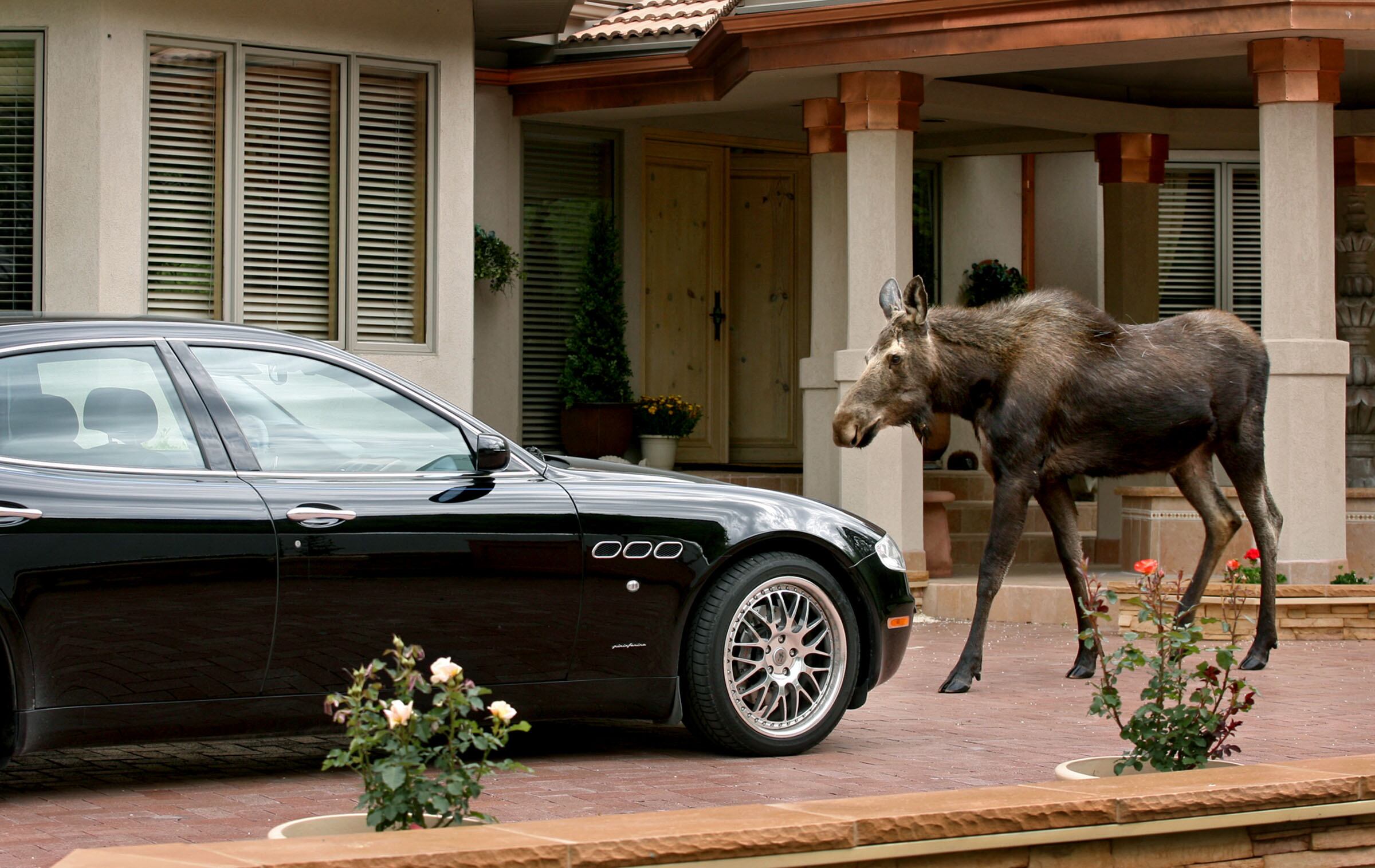 A moose wanders through the front yard and past a Maserati while searching for her mother and Little Cottonwood Creek on May 3, 2006. The Utah Division of Wildlife Resources is reminding residents to report if they see a moose on the loose.