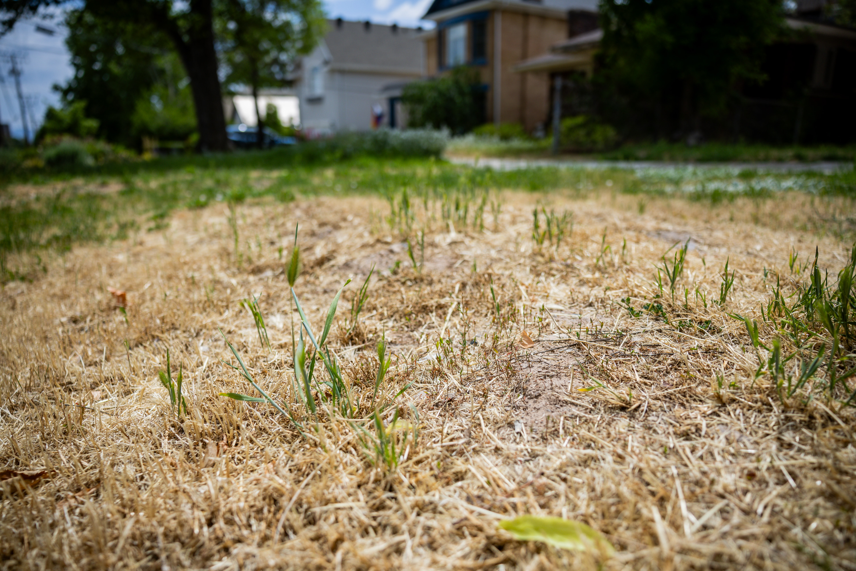 A lawn in the Avenues in Salt Lake City on Tuesday. A new Deseret News poll said concerns about water and the Great Salt Lake reached new heights.