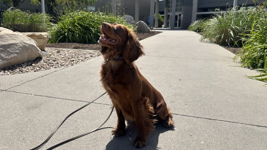 Unexpected K-9: Cocker spaniel becomes Utah County's new drug dog thanks to donation