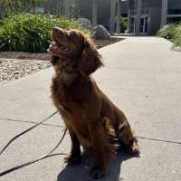 Unexpected K-9: Cocker spaniel becomes Utah County's new drug dog thanks to donation