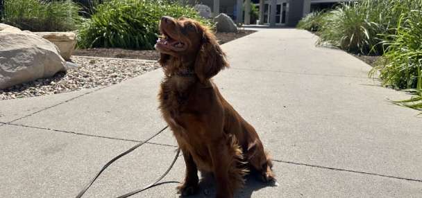 Unexpected K-9: Cocker spaniel becomes Utah County's new drug dog thanks to donation