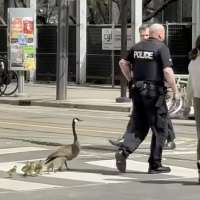 Have You Seen This? Police officer helps geese cross bustling street