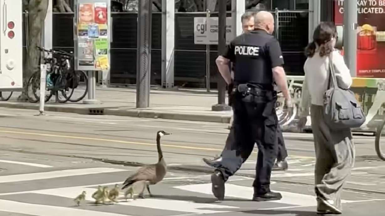 A police officer helps geese cross a busy Toronto road May 1.