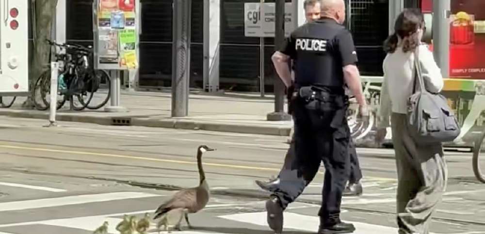 Have You Seen This? Police officer helps geese cross bustling street