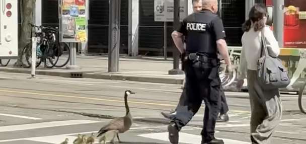 Have You Seen This? Police officer helps geese cross bustling street
