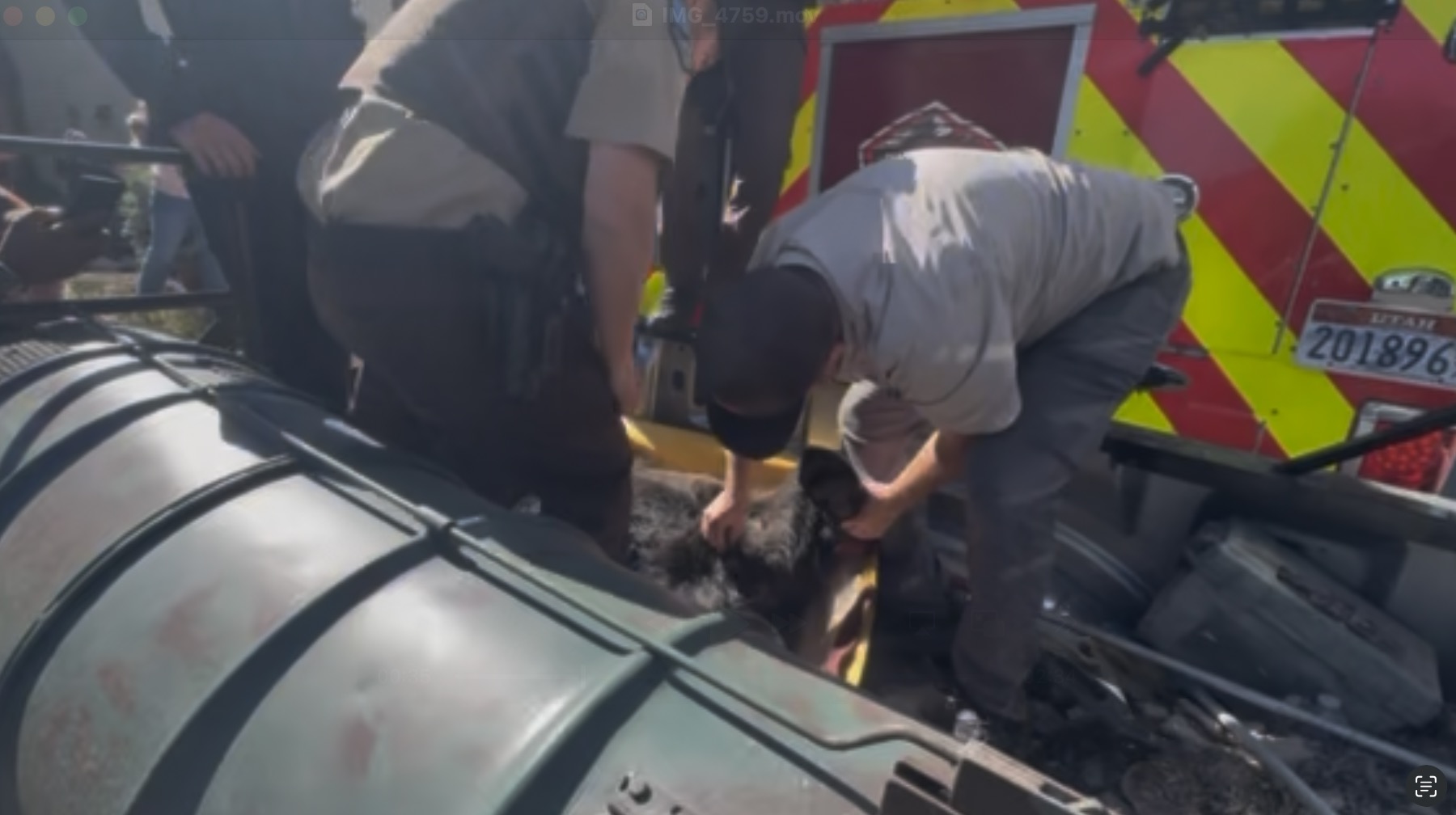 Bear tranquilized, removed from Park City neighborhood