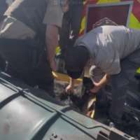 Bear tranquilized, removed from Park City neighborhood