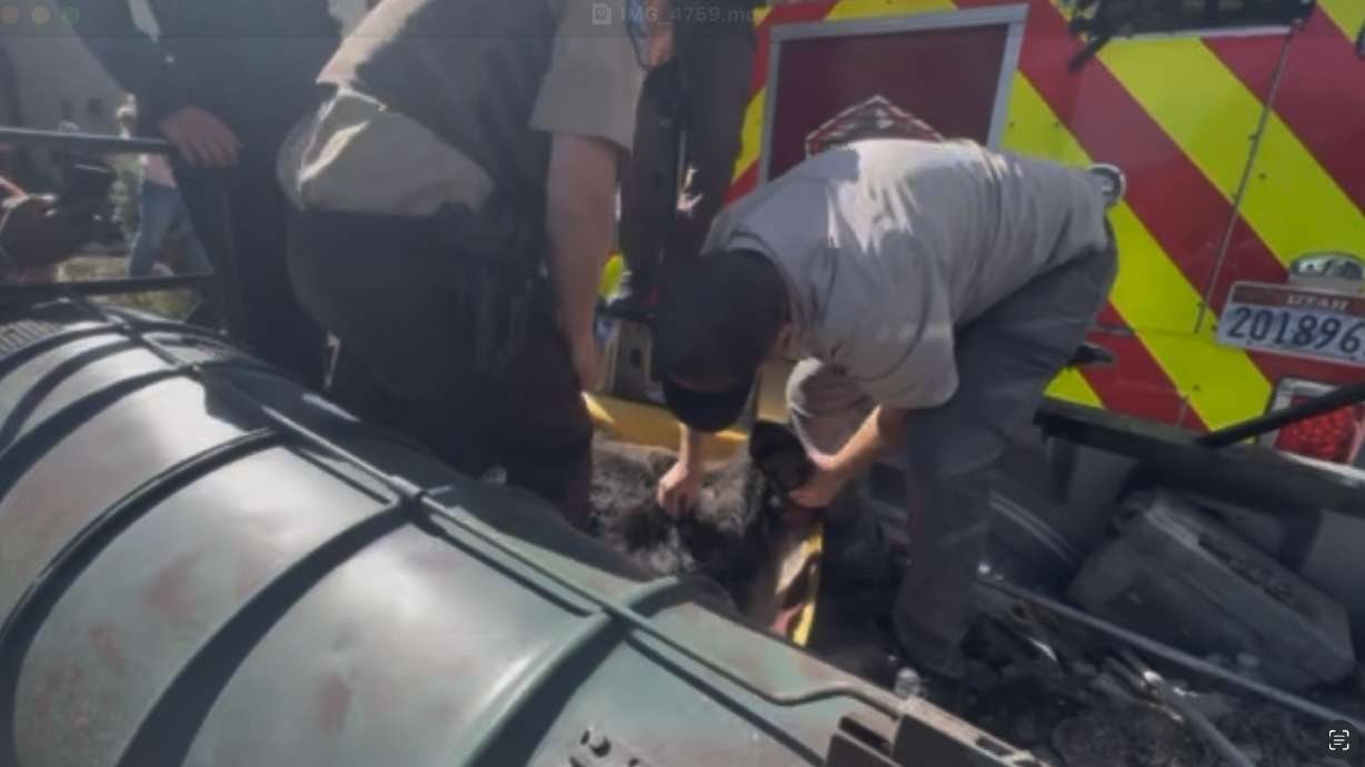State conservation officers and wildlife biologists tag a young bear that was removed from a tree in Park City Thursday morning.