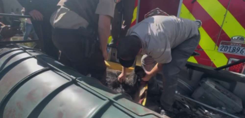 Bear tranquilized, removed from Park City neighborhood