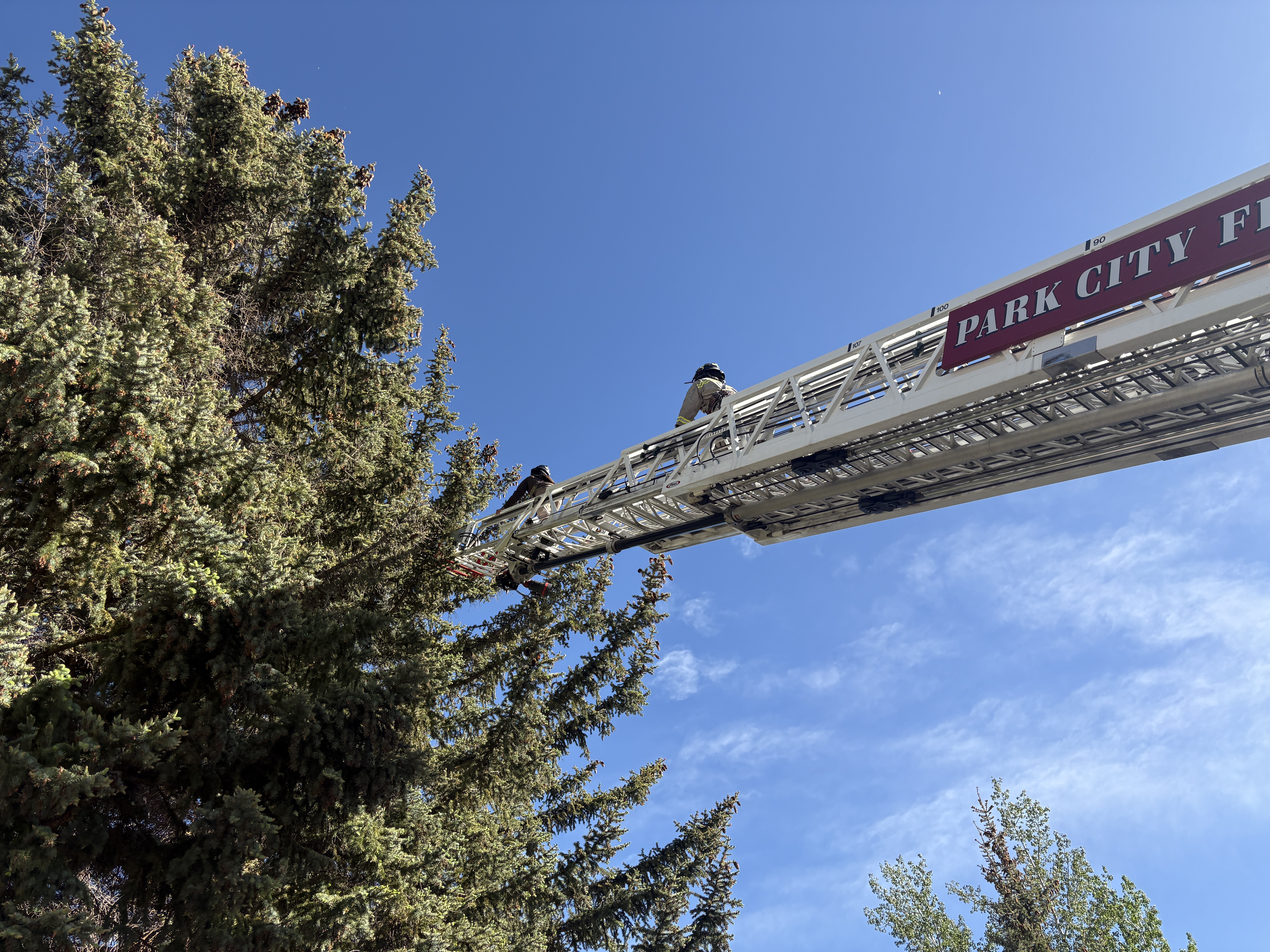 Park City firefighters use a ladder to reach a black bear that climbed a tree in Park City on Thursday. The bear was tranquilized and removed from the tree.