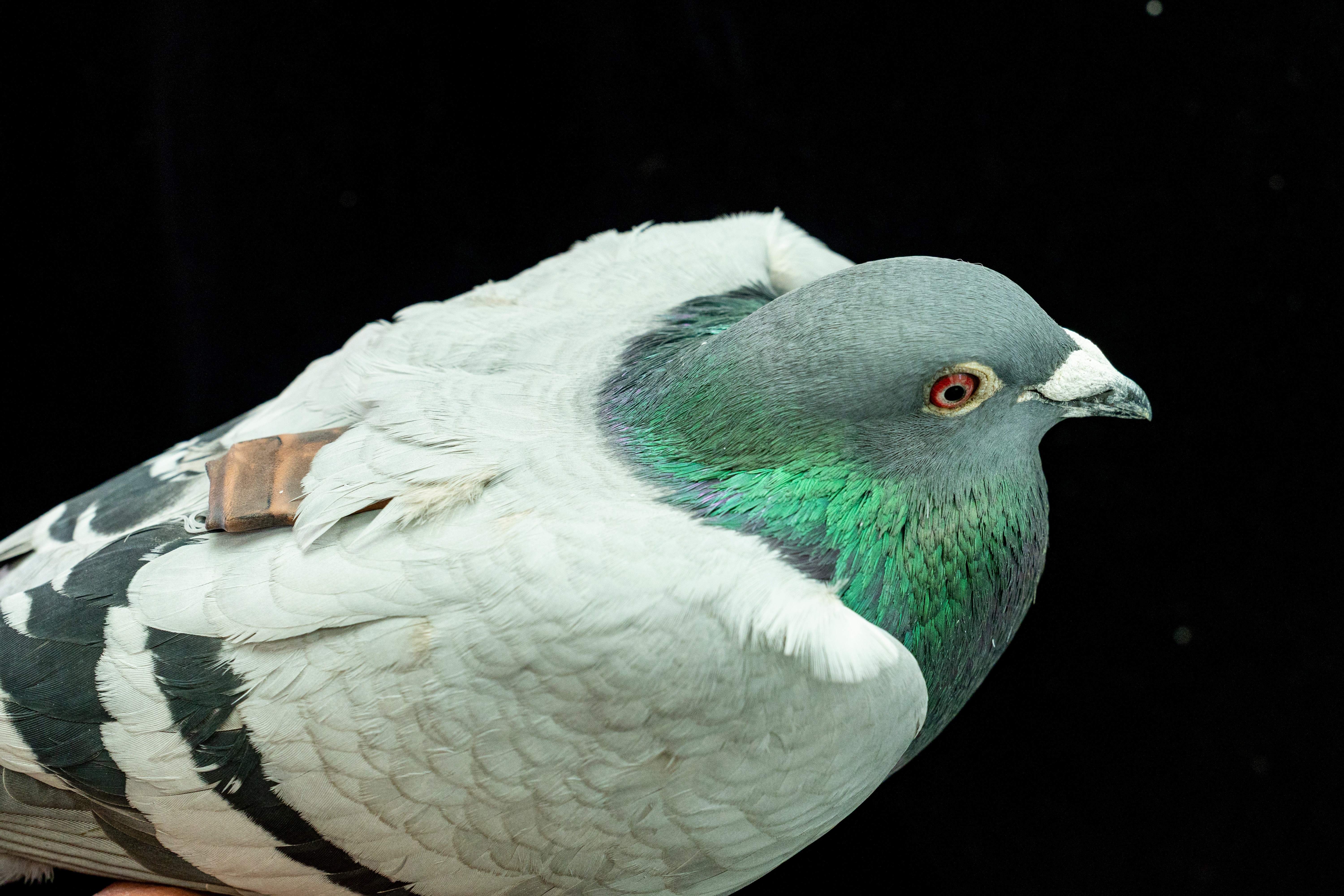 A pigeon wearing a tag used to track its movement in May, in Konstanz, Germany. A study suggests pigeons may be navigating with their liver.