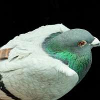 Pigeons may be navigating with their liver, study suggests