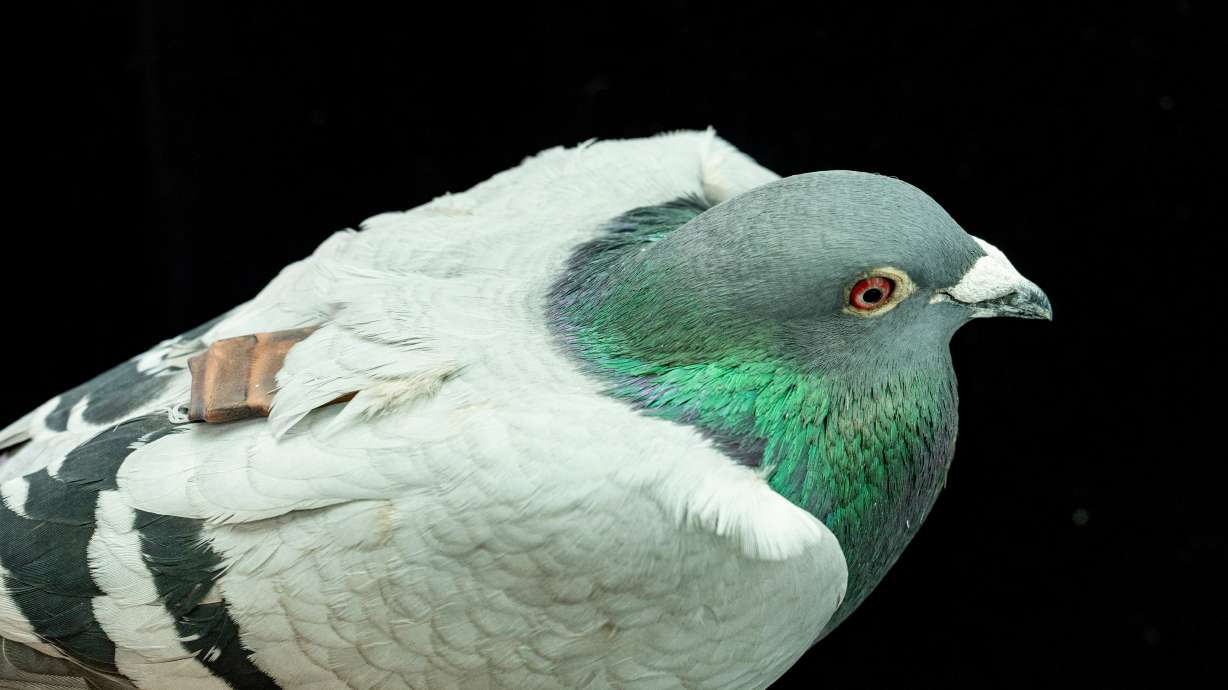 A pigeon wearing a tag used to track its movement in May, in Konstanz, Germany. A study suggests pigeons may be navigating with their liver.