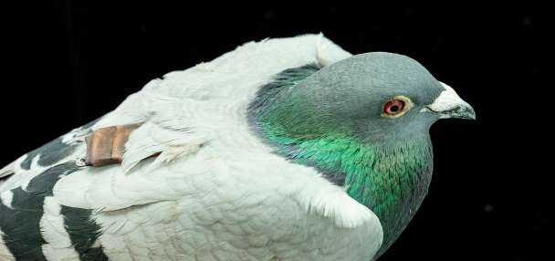 Pigeons may be navigating with their liver, study suggests