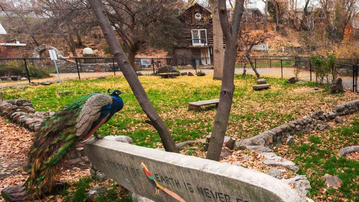 A peacock rests on a sign within Allen Park in Salt Lake City on Nov. 23, 2025. The park is slated to reopen with an open house event on Saturday, after it was closed for an irrigation installation project that took months to complete.