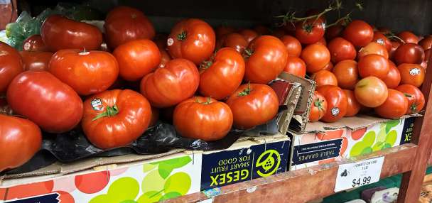 Tomatoes become latest symbol of America's affordability squeeze