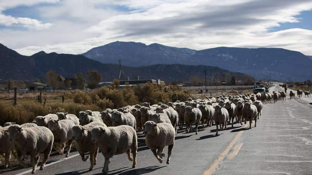 The Nelson brothers' sheep move down Minersville Highway toward a different pasture in Enoch, Iron County, on Nov. 22, 2014.