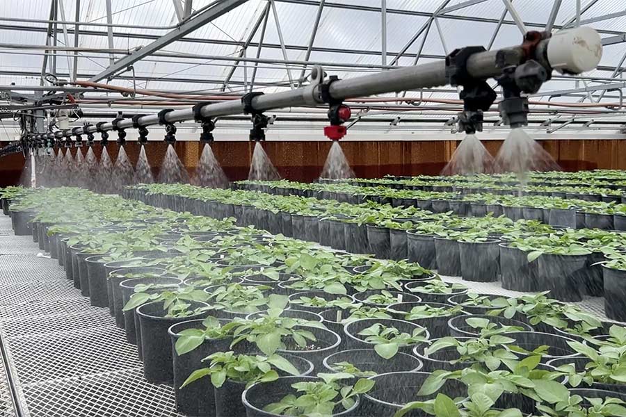 Seed potatoes are watered in the greenhouse at Flying A Ranch.