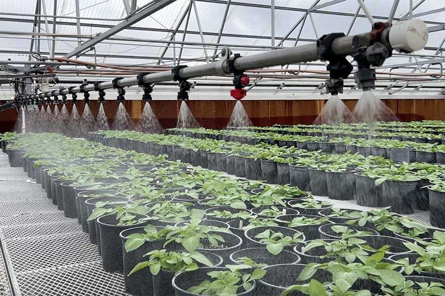 Seed potatoes are watered in the greenhouse at Flying A Ranch.