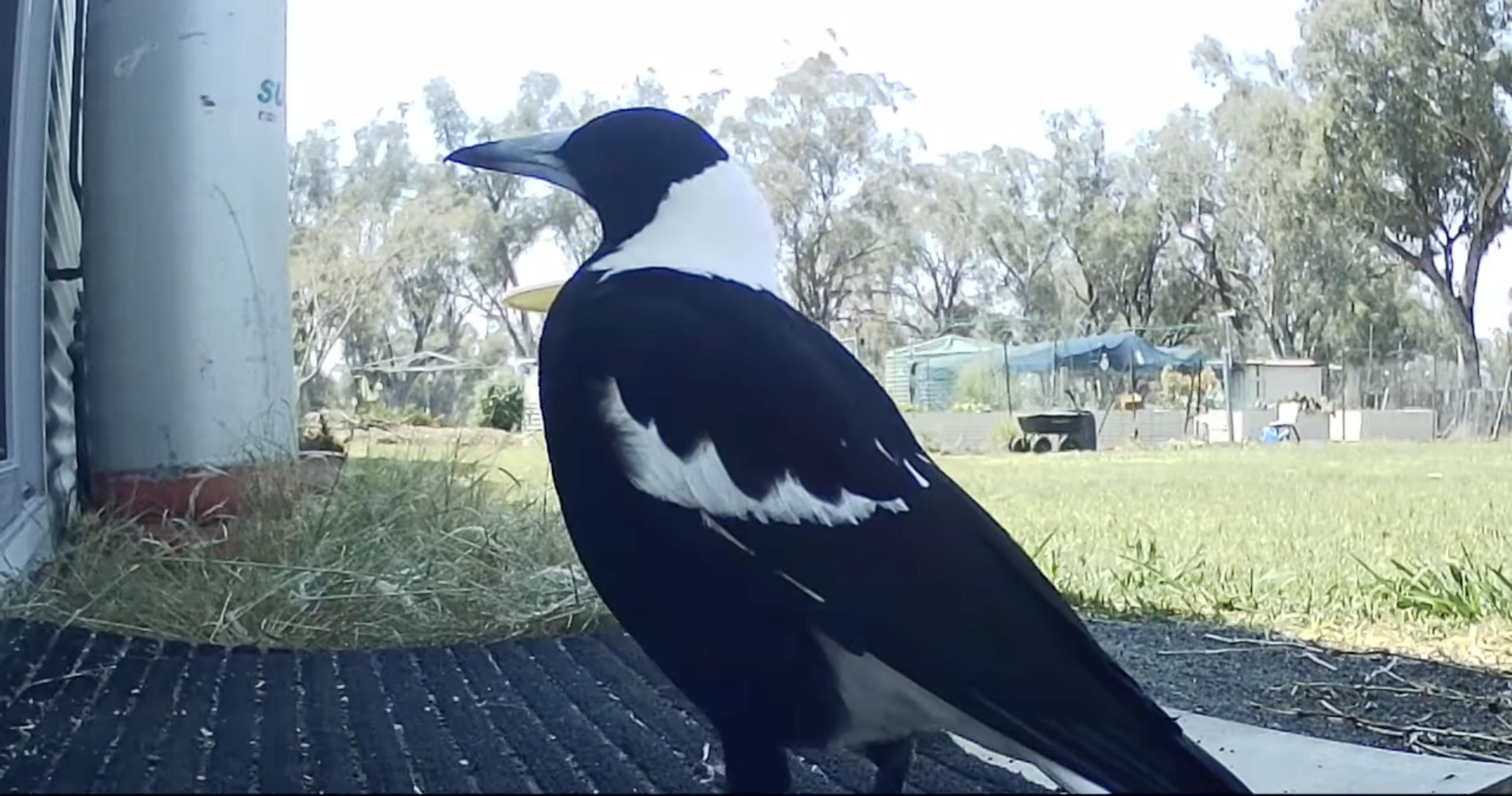 Have You Seen This? Magpie neighs even better than a horse