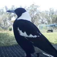 Have You Seen This? Magpie neighs even better than a horse